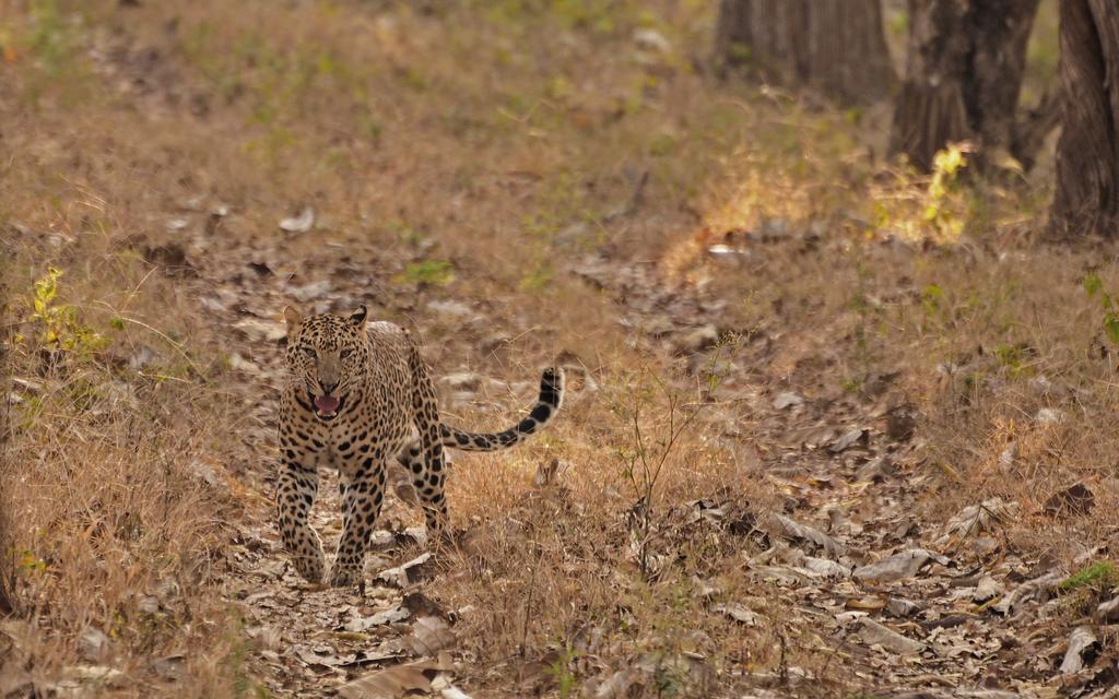 Evolve Back Kabini Resort Begur